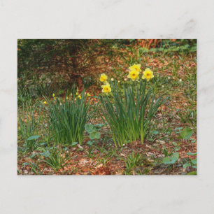 Carte Postale Daffodiques du début du printemps