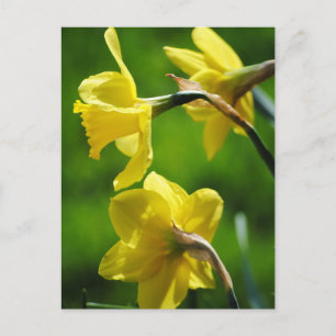 Carte postale Daffodiques Jaunes