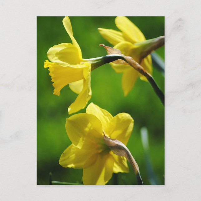 Carte postale Daffodiques Jaunes (Devant)