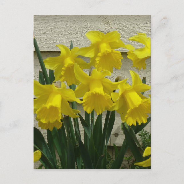 Carte Postale Daffodiques sur l'île Unalaska (Devant)