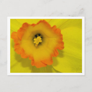 Carte Postale Daffy
