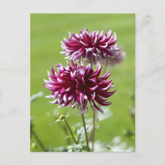 Carte postale Dahlia (Devant)