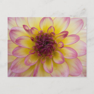 Carte postale Dahlia