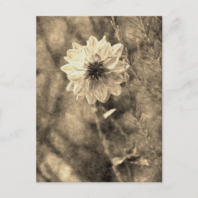 Carte Postale Dahlia (Devant)