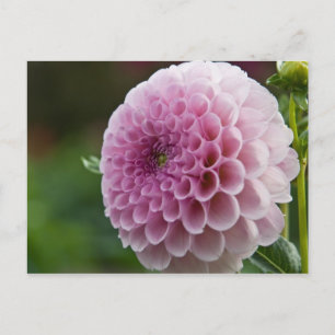 Carte postale Dahlia