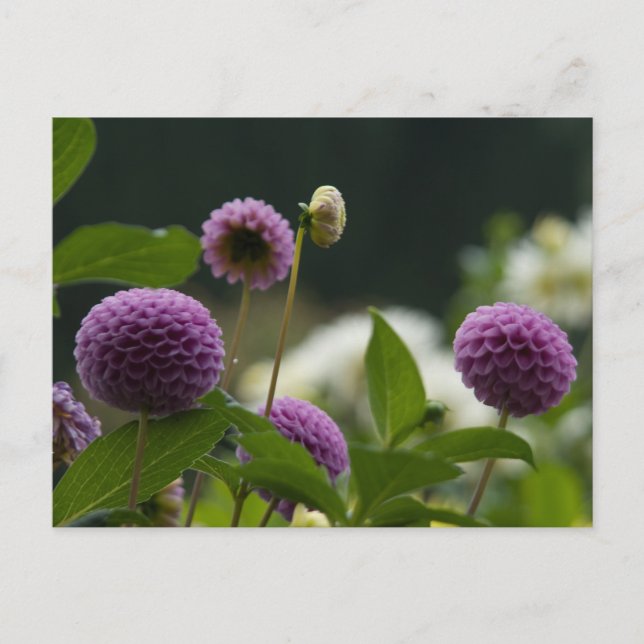 Carte postale Dahlia (Devant)