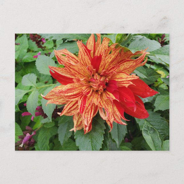 Carte Postale Dahlia (Devant)