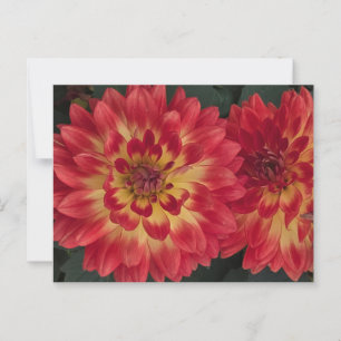 Carte Postale Dahlia