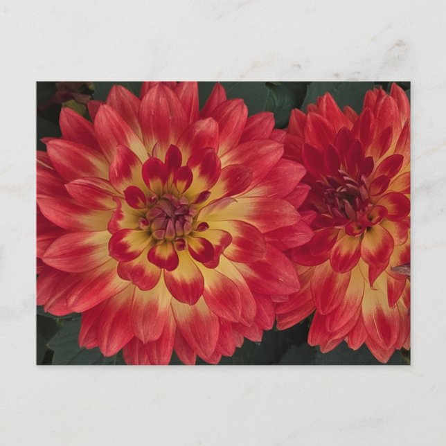 Carte Postale Dahlia (Devant)