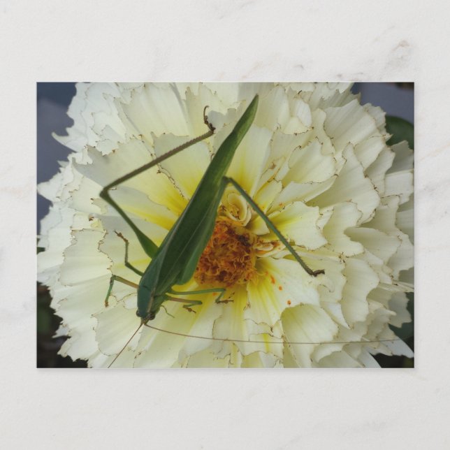 Carte Postale Dahlia 1 - educatedbrainfart (Devant)