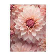 dahlia aux couleurs pastel douces.