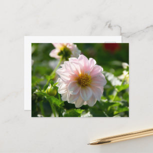 Carte Postale Dahlia blanche dans la photo du jardin