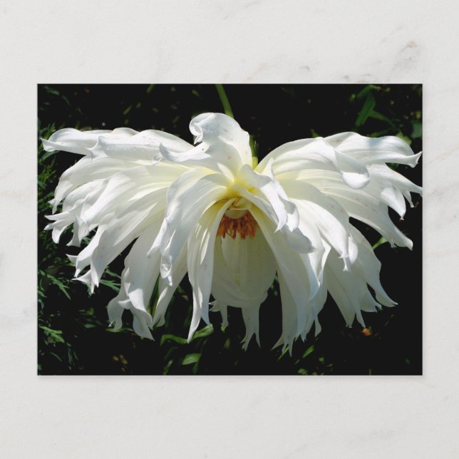Carte Postale Dahlia blanche pleur (Devant)