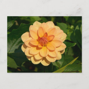 Carte Postale Dahlia 'David Howard'