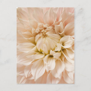Carte Postale Dahlia de Pêche, Rose, Blanc & Crème - Dahlias