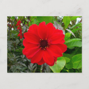 Carte Postale Dahlia - Évêque de Llandaff