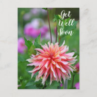 Dahlia Fleur Orange et Rose Guérissez Bientôt
