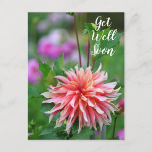 Carte Postale Dahlia Fleur Orange et Rose Guérissez Bientôt
