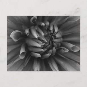 Carte postale Dahlia Flower