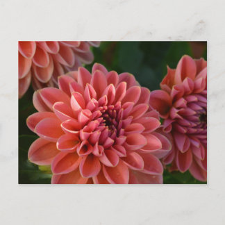 Carte Postale Dahlia Flowers