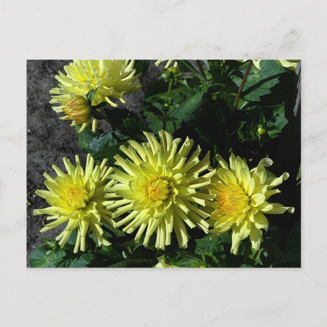 Carte postale Dahlia Lakeview Glow #1 (Devant)
