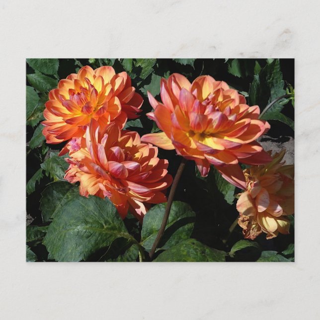 Carte postale Dahlia Pam Howden #1 (Devant)