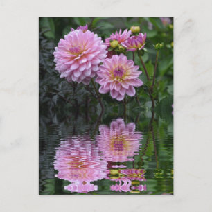 Carte Postale Dahlia Réflexions