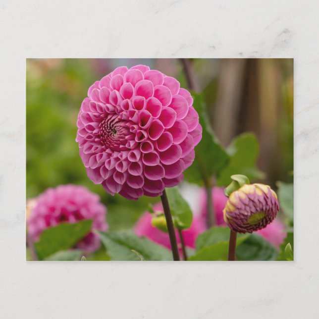 Carte Postale Dahlia rose (Devant)