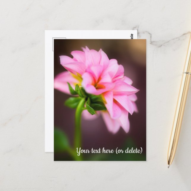 Carte postale Dahlia rose (Devant/Arrière en situation)
