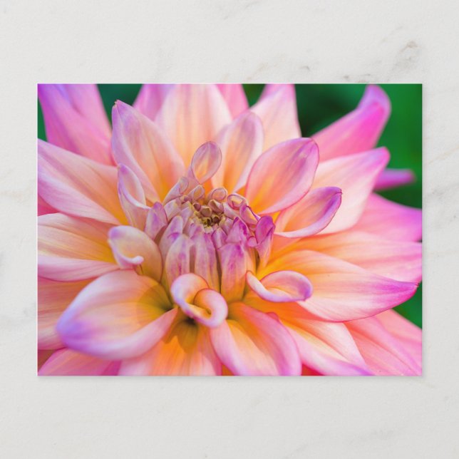 Carte Postale Dahlia rose et crème (Devant)
