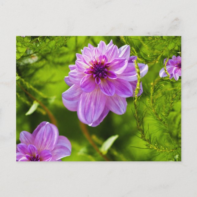 Carte Postale Dahlia Rose Fantaisie (Devant)