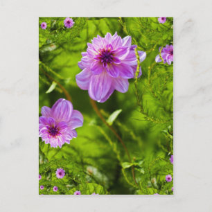 Carte Postale Dahlia Rose Fantaisie
