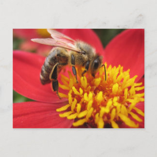 Carte Postale Dahlia (rouge)