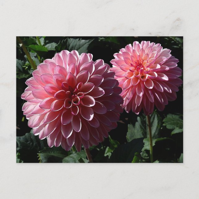 Carte postale Dahlia Valley Porcupine #1 (Devant)