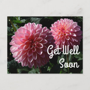 Carte postale Dahlia Valley Porcupine #1 Bon rétab