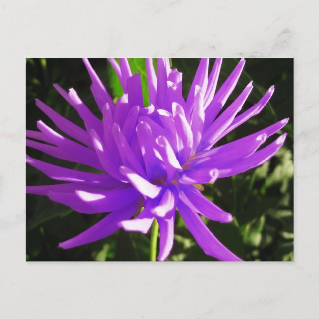 Carte Postale Dahlia violette (Devant)