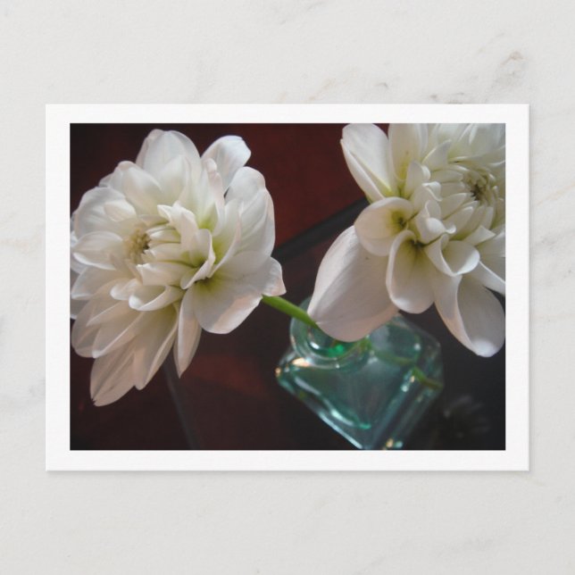 Carte Postale Dahlias blancs (Devant)