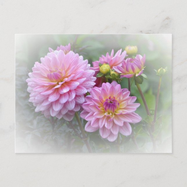 Carte Postale Dahlias roses (Devant)