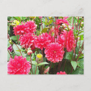 Carte Postale Dahlias roses profonds