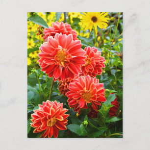 Carte Postale Dahlias rouges