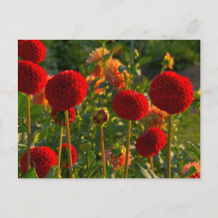 Carte Postale Dahlies, ferme de dahlias, Canby, Oregon, États-Un