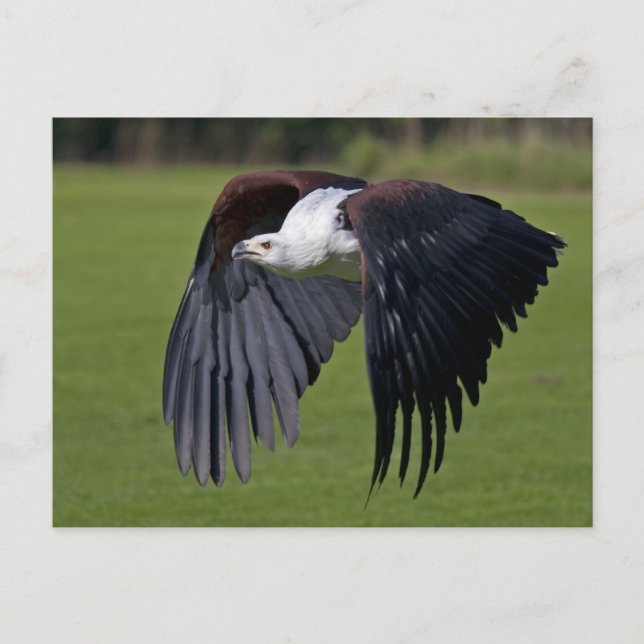 Carte postale d'Aigle pêcheur d'Afrique en vol (Devant)