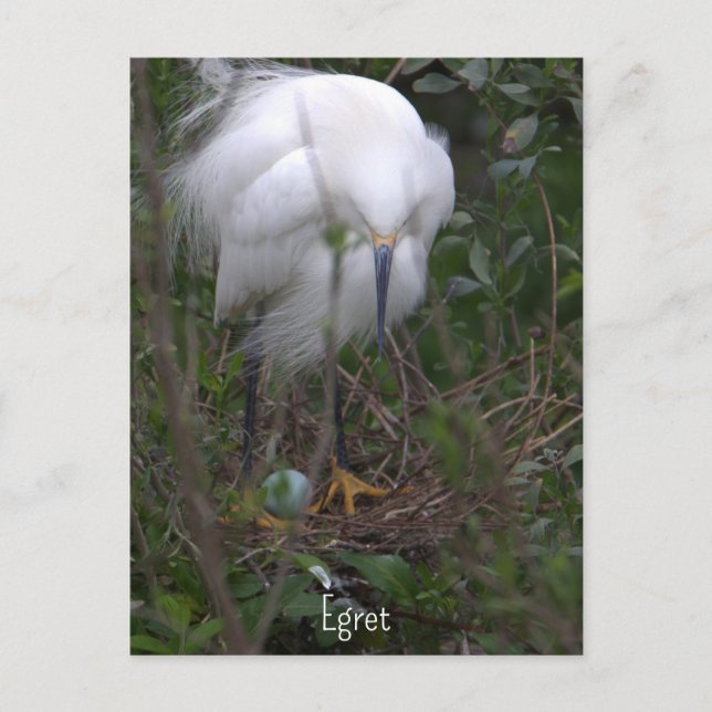 Carte postale d'Aigrette neigeuse avec oeuf (Devant)