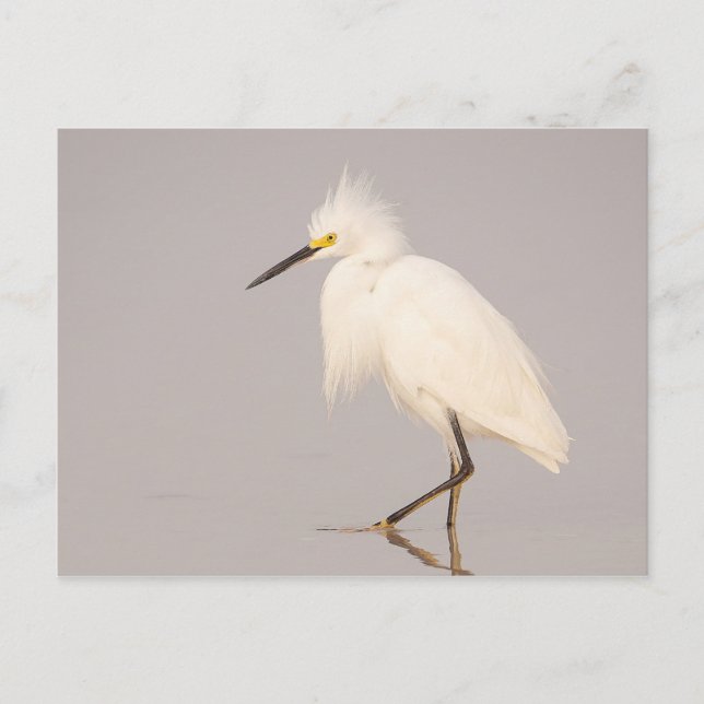 Carte postale d'Aigrette neigeuse marchant (Devant)