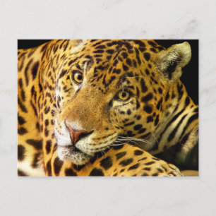 Carte Postale Daimler le Jaguar
