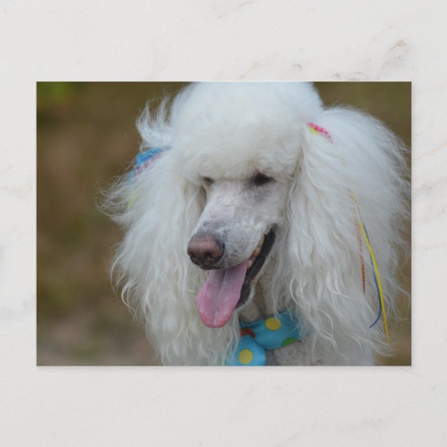 Carte Postale Dainty White Poodle (Devant)