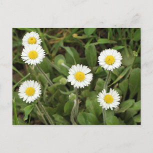Carte Postale Daisies