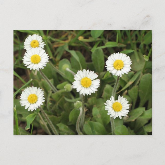 Carte Postale Daisies (Devant)