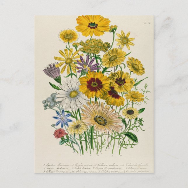 Carte Postale Daisies, assiette 31 de "The Ladies" (Devant)