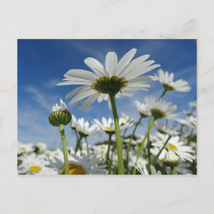 Carte Postale Daisies Reaching for the Sky Postcard